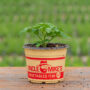 Tomato – Better Bush – 6.5″ Pot